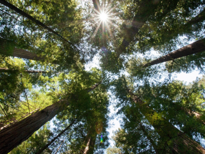 Bardage eco-responsable
