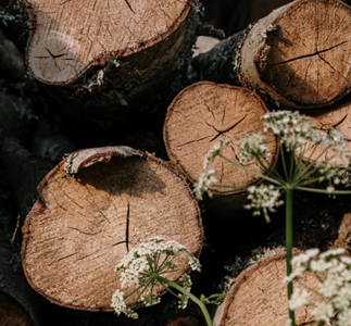 wood species for wood claddinfg