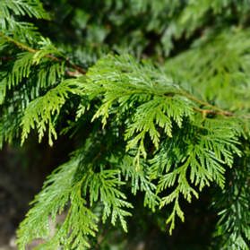 essence red cedar