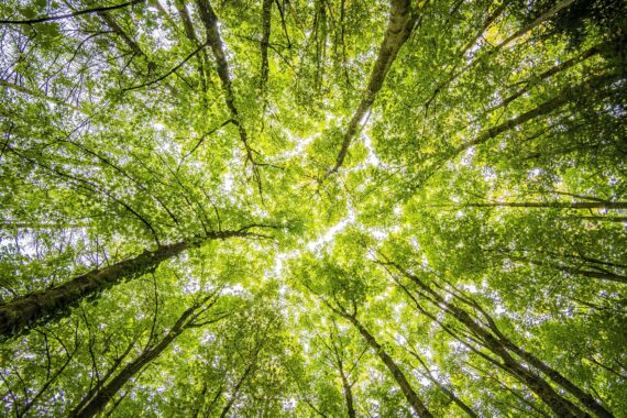 QU’EST CE QUE L’APPROCHE INDUSTRIELLE ÉCO-RESPONSABLE DANS LA FILIÈRE BOIS ?