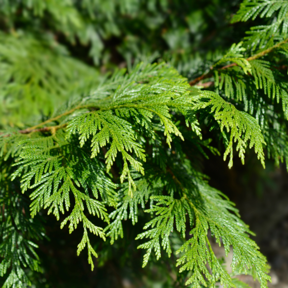 Le guide du bardage bois Western Red Cedar